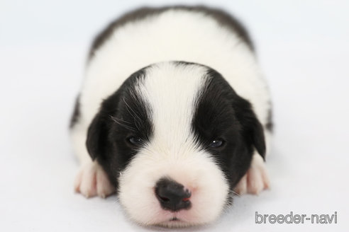 成約済の神奈川県のボーダーコリー-310793の4枚目